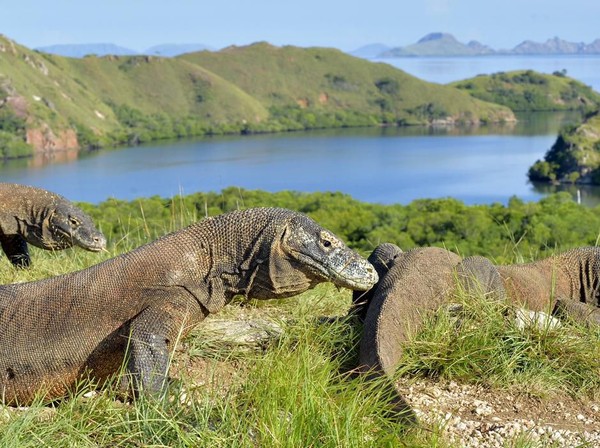 Eksplorasi Komodo Island